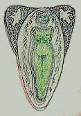 sketch of willow goddess brooch
